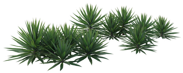 pine branch isolated on white