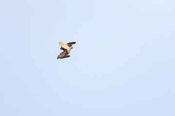 飛翔する美しいノスリ（タカ科）
英名学名：Eastern Buzzard (Buteo japonicus)
東京都伊豆諸島式根島-2024

