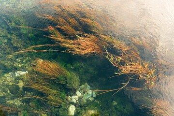 Water Plants Drifting in the Clear Water of Te Waikoropupū Springs – Pristine Natural Beauty © Louis