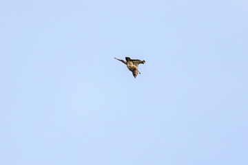 飛翔する美しいノスリ（タカ科）
英名学名：Eastern Buzzard (Buteo japonicus)
東京都伊豆諸島式根島-2024
