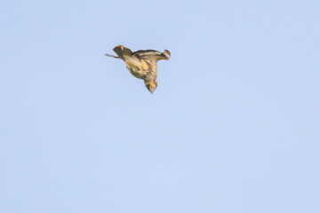 飛翔する美しいノスリ（タカ科）
英名学名：Eastern Buzzard (Buteo...