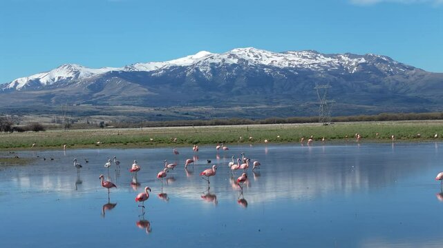 Wild Andean flamingo flock standing in shallow reflective water with mountain background