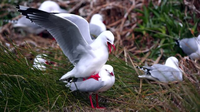 Two Mating Seagulls, Coastal Wildlife Behavior

