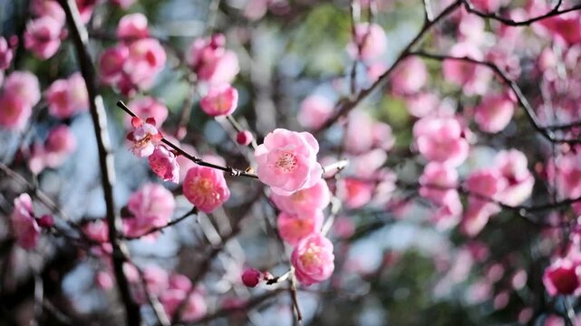 春　満開の梅の花　風に揺れるピンクのかわいい花びらとつぼみ　3月・ひな祭りの季節の背景　日差しにキラキラ輝く