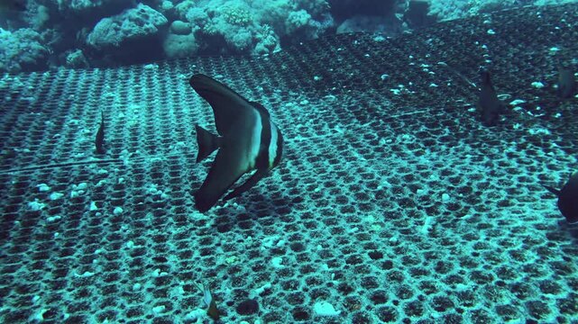 batfish in the underwater platform