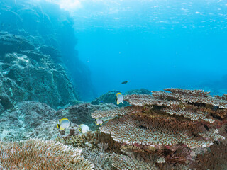 サンゴ礁に群れる、美しいツノダシやチョウチョウウオ類の群れ。
東京都伊豆諸島式根島-2024
