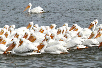 Pelicans on the Arkansas River