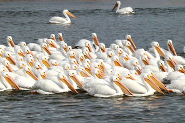 Pelicans on the Arkansas River