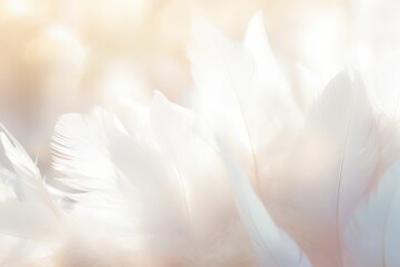 Fototapeta premium white feathers on background