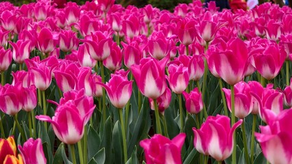 Pink tulips in the sunshine, tulips garden