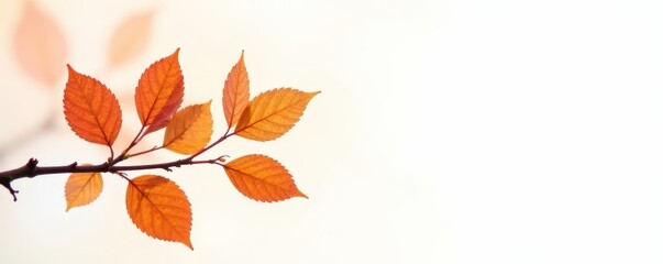 Orange leaves on a branch, stark white background, colorful, leaf