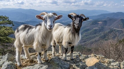 A pair of goats standing on a rocky hillside, with a panoramic view of rolling hills and forests in the distance.