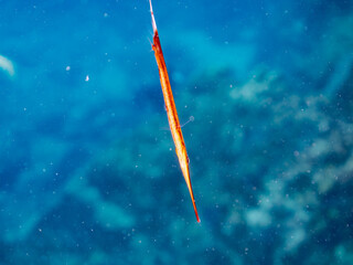 水面を泳ぐ美しく不思議なヘコアユ（ヘコアユ科）他。
英名学名：Striped Shrimpfish, Razorfish, Aeoliscus strigatus
東京都伊豆諸島式根島-2024
