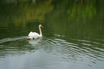 A white whooper swan in a pond in the arboretum park 