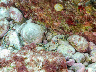 不思議なモヨウモンガラドオシ（ウミヘビ科）。
英名学名：Tiger snake eel,...