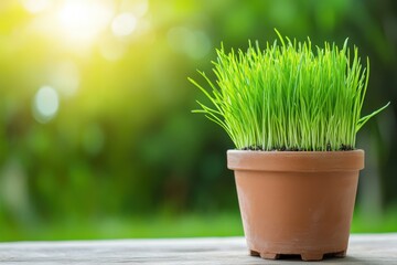 Growing grass in a pot garden nature photography sunny environment close-up view greenery concept