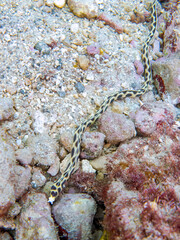 不思議なモヨウモンガラドオシ（ウミヘビ科）。
英名学名：Tiger snake eel,...