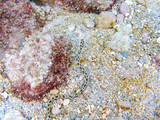 不思議なモヨウモンガラドオシ（ウミヘビ科）。
英名学名：Tiger snake eel, Myrichthys maculosus
東京都伊豆諸島式根島-2024
