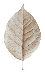 Fototapeta premium Dried leaf with intricate vein pattern on transparent background, nature and botanical concept