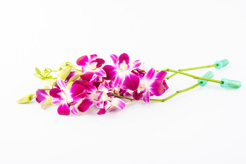 Fresh orchids on the table