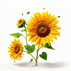 Obraz premium an AI Image Generator, Vibrant Sunflowers on a Light White