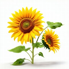 Fototapeta premium an AI Image Generator, Vibrant Sunflowers on a Light White