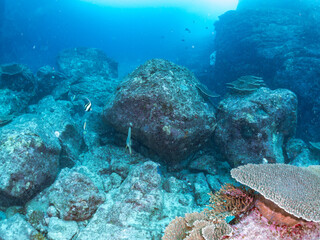 大きく美しいツバメウオ（ツバメウオ属）他の群れ。
英名学名：Longfin Batfish, Platax teira
サンゴ礁に群れる、美しいツノダシやチョウチョウウオ類の群れ。
東京都伊豆諸島式根島-2024
