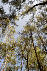 Serene forest landscape at Intakin Silvicultural Research Station in Mae Taeng, Chiang Mai, Thailand.