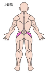 中臀筋、人体の筋肉図