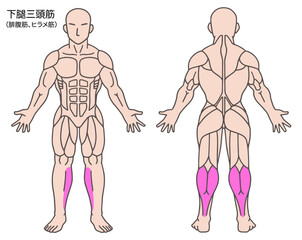 下腿三頭筋、人体の筋肉図