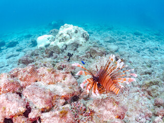 美しく大きなハナミノカサゴ（ミノカサゴ亜科）。
英名学名：Red Lionfish (Pterois volitans),.
東京都伊豆諸島式根島-2024
