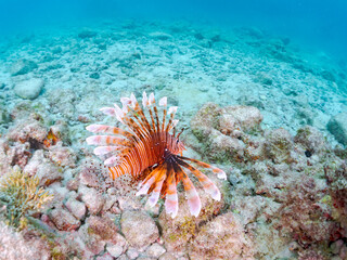 美しく大きなハナミノカサゴ（ミノカサゴ亜科）。
英名学名：Red Lionfish (Pterois volitans),.
東京都伊豆諸島式根島-2024
