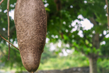 tree in the garden