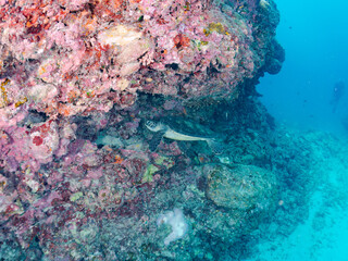 岩場で休む美しく大きなアオウミガメ（ウミガメ科）。
英名学名：green sea turtle, Chelonia mydas
東京都伊豆諸島式根島-2024
