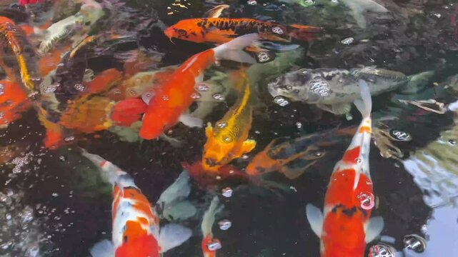 Koi fish,Gold fish