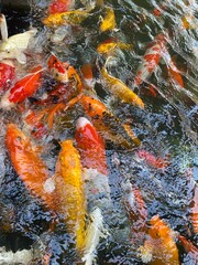 Koi fish,Gold fish