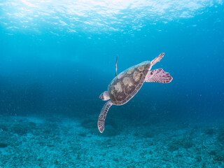 Obraz premium サンゴ礁をゆったりと泳ぐ大きく美しいアオウミガメ（ウミガメ科）。 英名学名：green sea turtles, Chelonia mydas 東京都伊豆諸島式根島-2024 