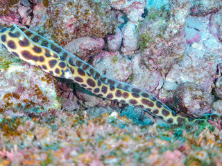 不思議なモヨウモンガラドオシ（ウミヘビ科）。
英名学名：Tiger snake eel,...