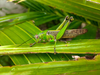 a grasshopper with the Latin name Caelifera that sits on a leaf