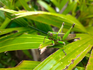 a grasshopper with the Latin name Caelifera that sits on a leaf