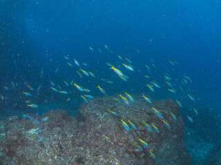 美しいタカベ（タカベ科）の群れ他。
英名学名：Yellowstriped Butterfish, Labracoglossa argentiventris
東京都伊豆諸島式根島-2024

