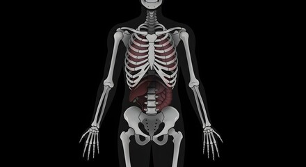 Obraz premium Detailed Anatomical Illustration of Human Skeletal and Internal Organs