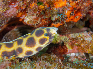 不思議なモヨウモンガラドオシ（ウミヘビ科）。
英名学名：Tiger snake eel, Myrichthys maculosus
東京都伊豆諸島式根島-2024
