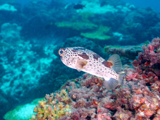 サンゴに隠れる美しいハリセンボン（ハリセンボン科）。
英名学名：Balloon Porcupinefish, Diodon holocanthus
東京都伊豆諸島式根島-2024
