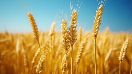 Fototapeta premium Golden wheat field under clear blue sky displaying agricultural beauty