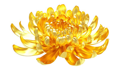 Golden chrysanthemum blossom, isolated, floral design, greeting card