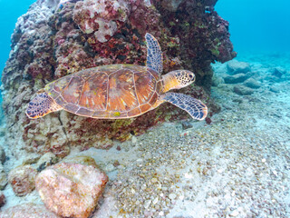 Obraz premium サンゴ礁をゆったりと泳ぐ大きく美しいアオウミガメ（ウミガメ科）。 英名学名：green sea turtles, Chelonia mydas 東京都伊豆諸島式根島-2024 