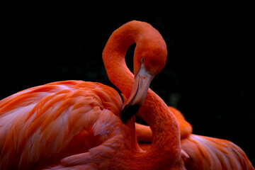 pink flamingo bird