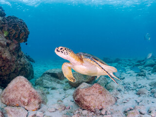 Fototapeta premium ゆったり泳ぐ美しく大きなアオウミガメ（ウミガメ科）。 英名学名：green sea turtle (Chelonia mydas) 美しいイスズミ（イスズミ科）の群れ他。 英名学名：Brassy Chub, Kyphosus vaigiensis 東京都伊豆諸島式根島-2024 