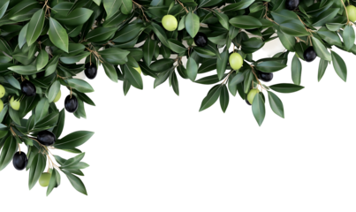 Olive branch border, green and black olives, leaves, food background, recipe website